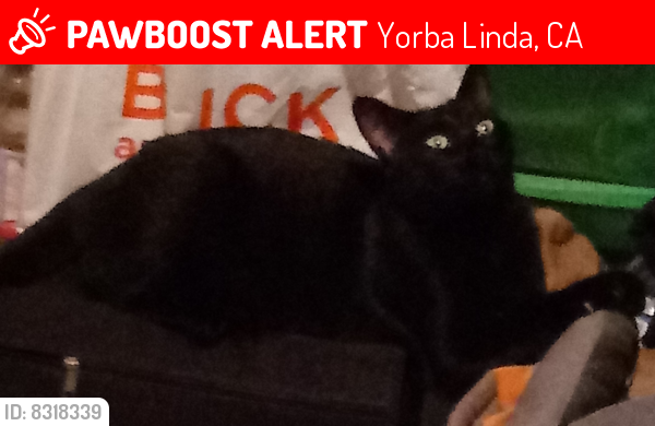 Lost Female Cat last seen Richfield between Buena Vista and Orangethorpe, Yorba Linda, CA 92886