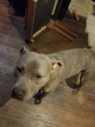 Lost Male Dog last seen 75th and Oglesby Ave Chicago, Chicago, IL 60619