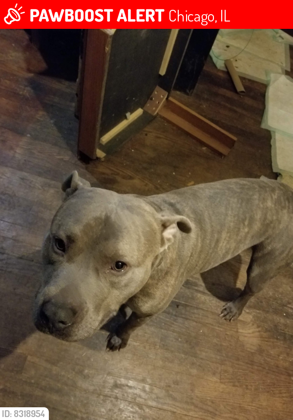 Lost Male Dog last seen 75th and Oglesby Ave Chicago, Chicago, IL 60619