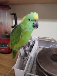 Lost Unknown Bird last seen Birch st, Hayward, CA 94541