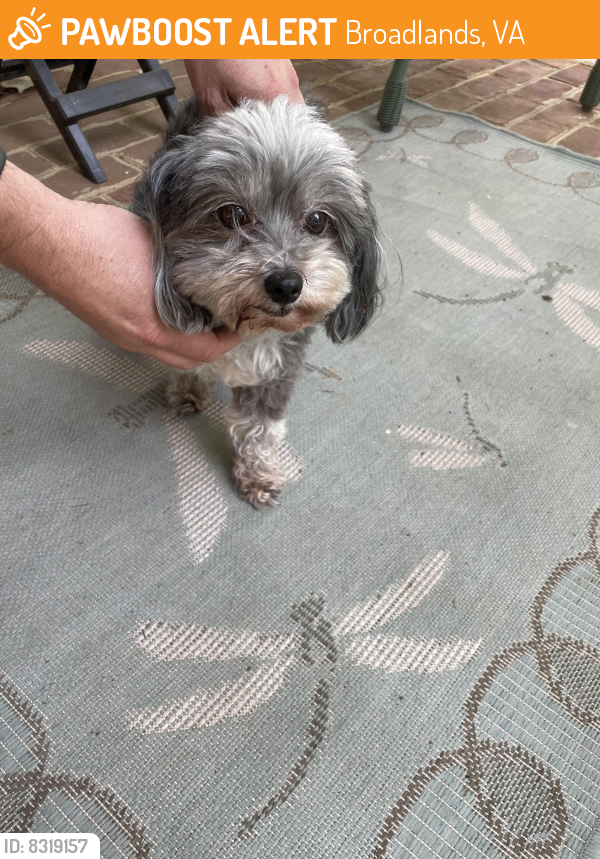 Found/Stray Unknown Dog last seen Windover Drive and ord Drive, Broadlands, VA 20148