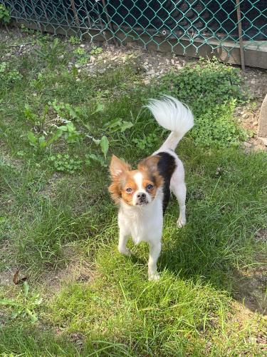 Found/Stray Male Dog last seen norristown, Norristown, PA 19401