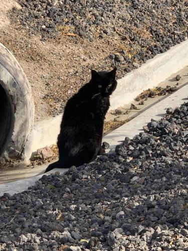 Lost Female Cat last seen Spencer and Warm Springs, Las Vegas, NV 89123