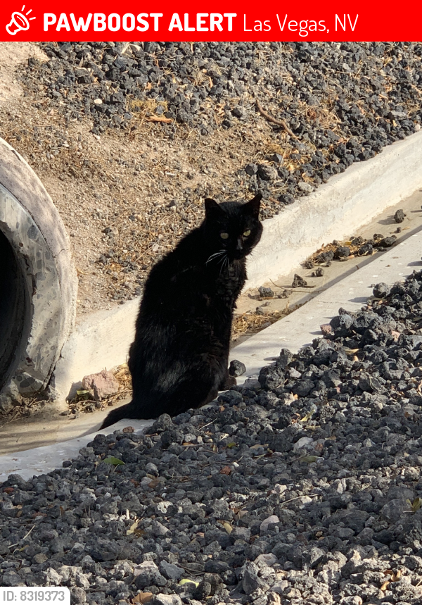 Lost Female Cat last seen Spencer and Warm Springs, Las Vegas, NV 89123