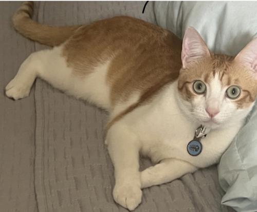 Lost Male Cat last seen Near 10-50 Summerside Dr and Lucretia avenue connect to McLaughlin avenue and Tully Dt, San Jose, CA 95122