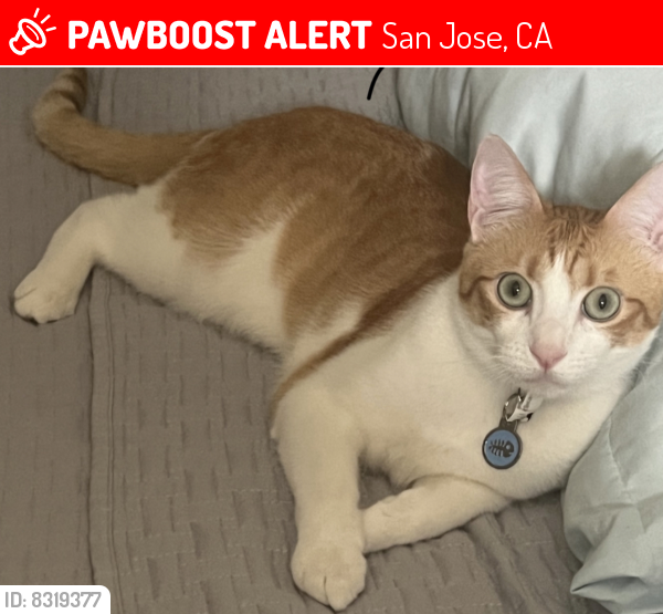 Lost Male Cat last seen Near 10-50 Summerside Dr and Lucretia avenue connect to McLaughlin avenue and Tully Dt, San Jose, CA 95122