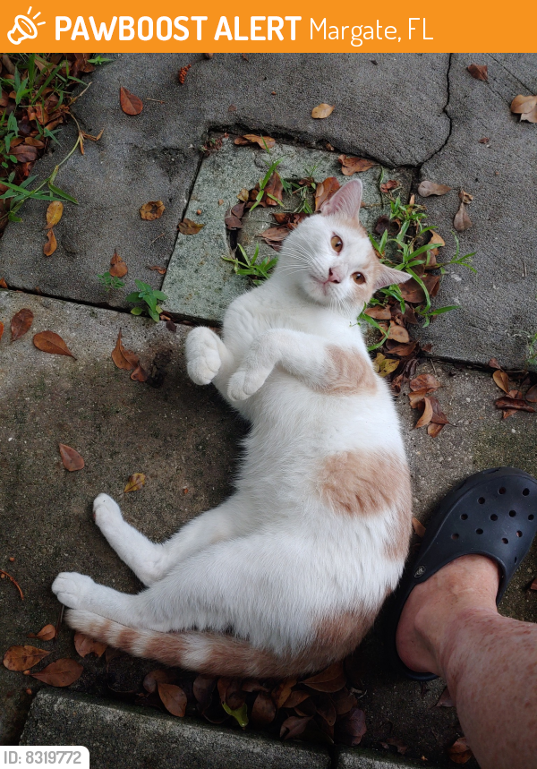 Rehomed Male Cat in Margate, FL 33068 (ID 8319772) PawBoost