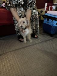 Reunited Male Dog last seen Main Street jonesboro GA, Noahs Ark Rd, GA 30236