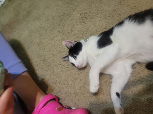 Lost Female Cat last seen 28th and Louisiana in St Louis Park, St. Louis Park, MN 55426