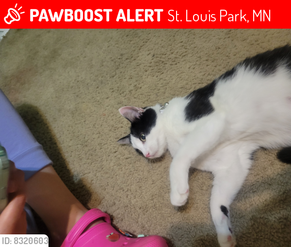 Lost Female Cat last seen 28th and Louisiana in St Louis Park, St. Louis Park, MN 55426