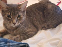 Reunited Female Cat last seen Marc aurele/louis darveau, Montréal, QC H1E