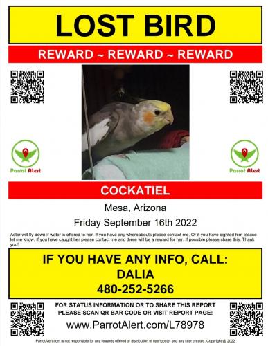 Lost Female Bird last seen Extension and Main, close to downtown Mesa AZ, Mesa, AZ 85201