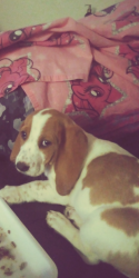Lost Female Dog last seen Near PR 1509 Bandera, TX 78003 Holiday Villages , Bandera, TX 78003