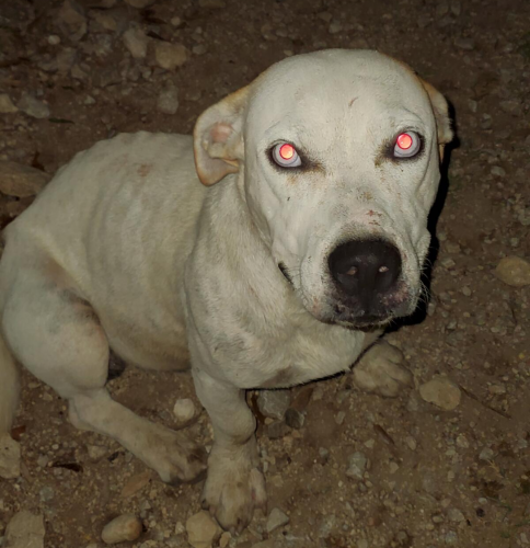 Lost Male Dog last seen Near PR 1509 Bandera, TX 78003 Holiday Villages , Bandera, TX 78003