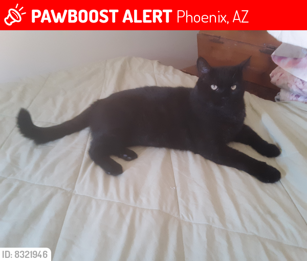 Lost Male Cat last seen Motel 6 w. Bell rd Phoenix Az , Phoenix, AZ 85023