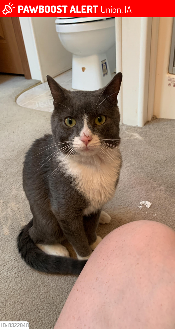Lost Male Cat last seen Daisy long , Union, IA 50258