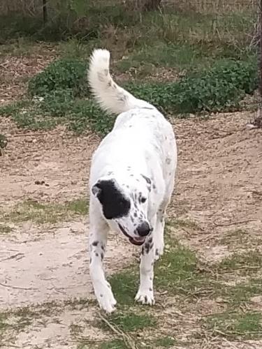 Lost Female Dog last seen Near County Road 327, Blanket, TX 76432