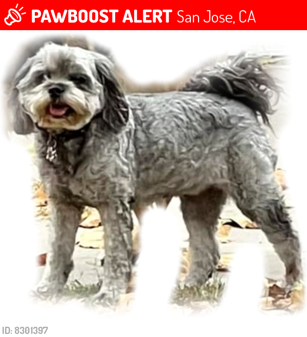 Lost Female Dog last seen Berryessa and Commercial , San Jose, CA 95133