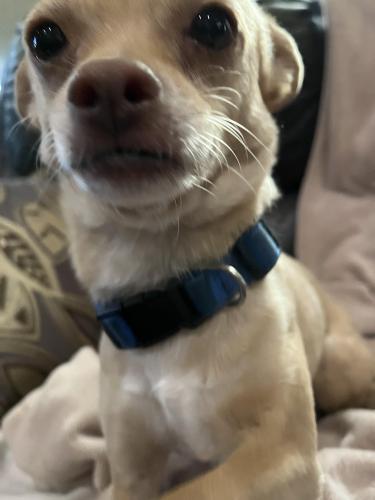 Lost Male Dog last seen Near ave and Ajo way, Tucson, AZ 85706