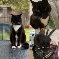 Lost Female Cat last seen Near Cardigan Rd, Parkwood, Johannesburg, Johannesburg, GP 2193