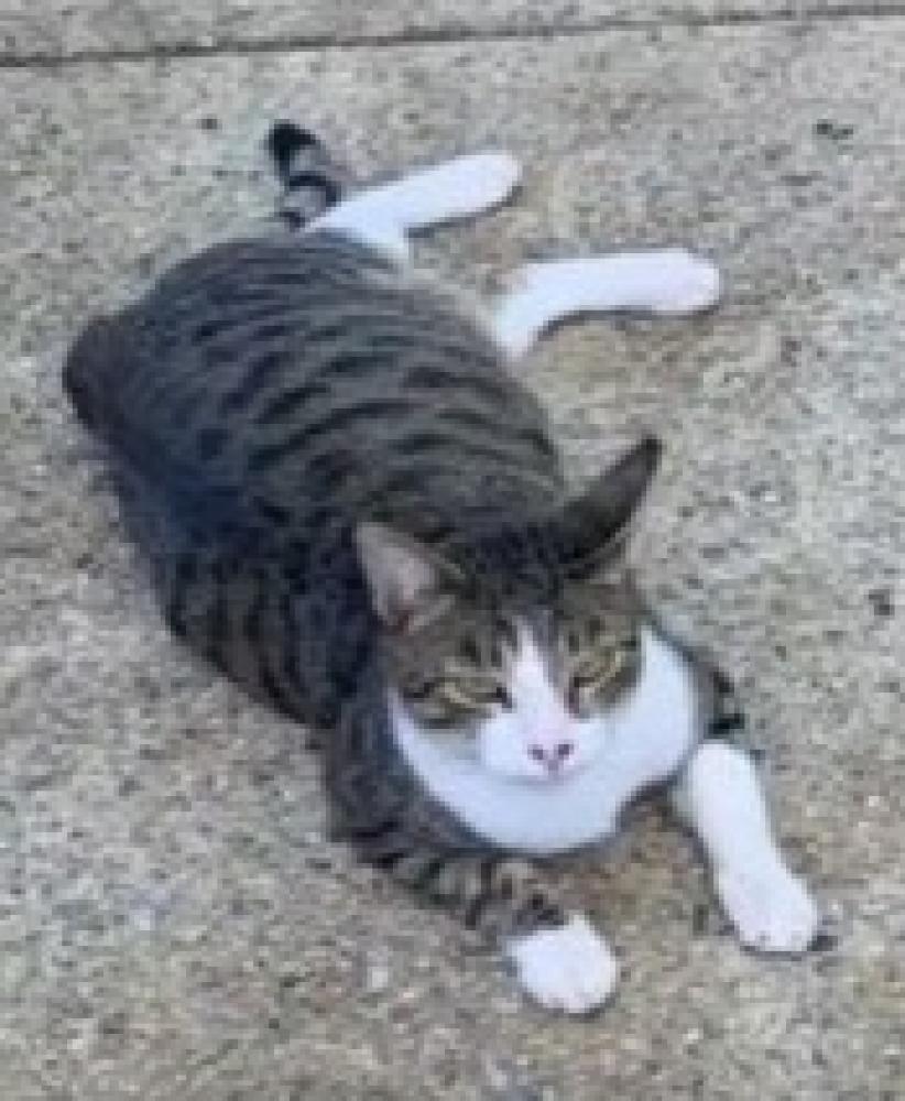Shelter Stray Male Cat last seen Franconia, VA 22315, Fairfax, VA 22032