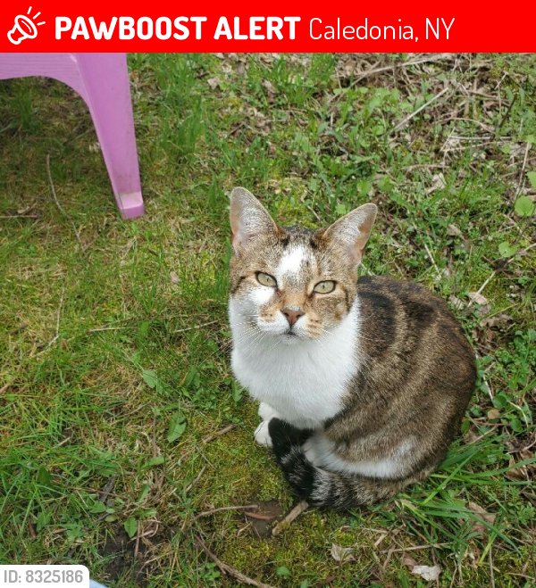 Lost Male Cat last seen Near McIntyre Road, Caledonia, NY 14423