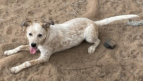 Lost Female Dog last seen Los Lentes, Hwy- 314, Morris, Carson, Los Lunas, NM 87031