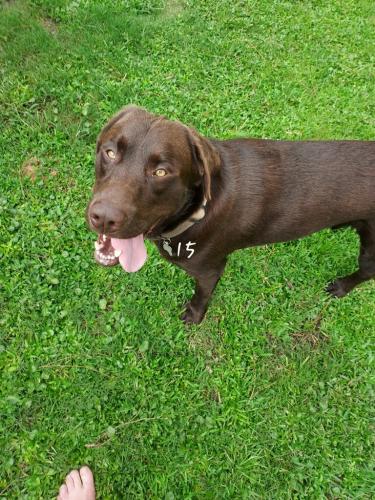 Lost Male Dog last seen Plateau area by stimrad st recycling , Mobile, AL 36610