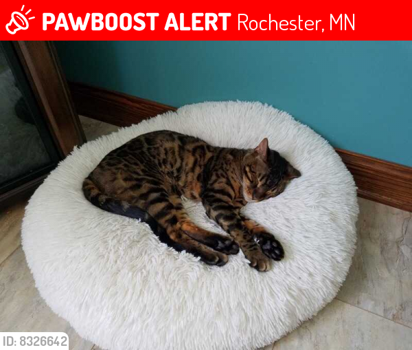 Lost Male Cat last seen Near 2nd Ave NW, Rochester, MN 55901, Rochester, MN 55901