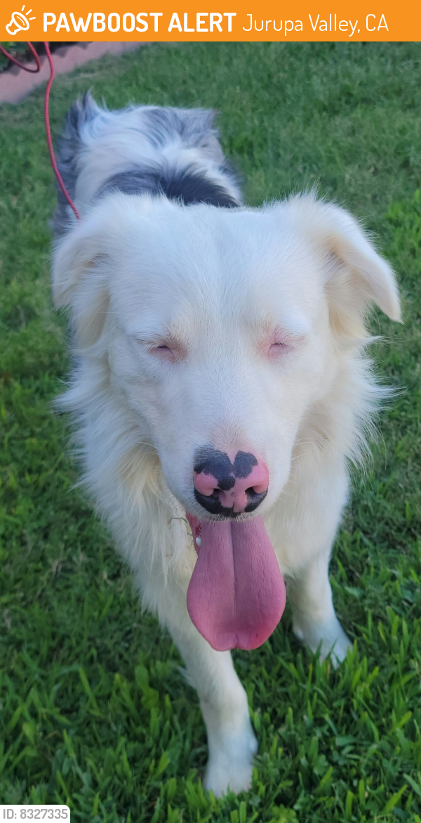 Lost Male Dog last seen Easton dr/ Lansing dr/ clay park, Jurupa Valley, CA 92509