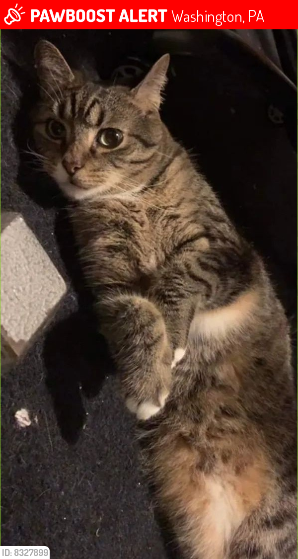 Lost Male Cat last seen Lincoln Hill, Washington, PA 15301