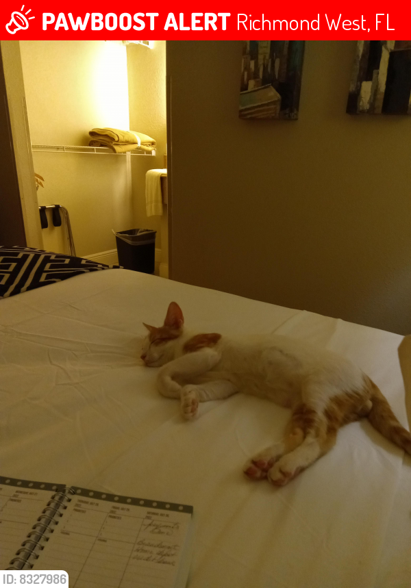 Lost Male Cat last seen Near Ave, Richmond West, FL 33187