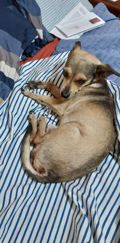 Lost Male Dog last seen Palm boulevard y bocachica, Brownsville, TX 78520