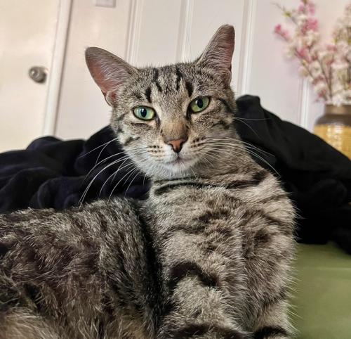 Lost Female Cat last seen Near 235th st queens village , Queens, NY 11427