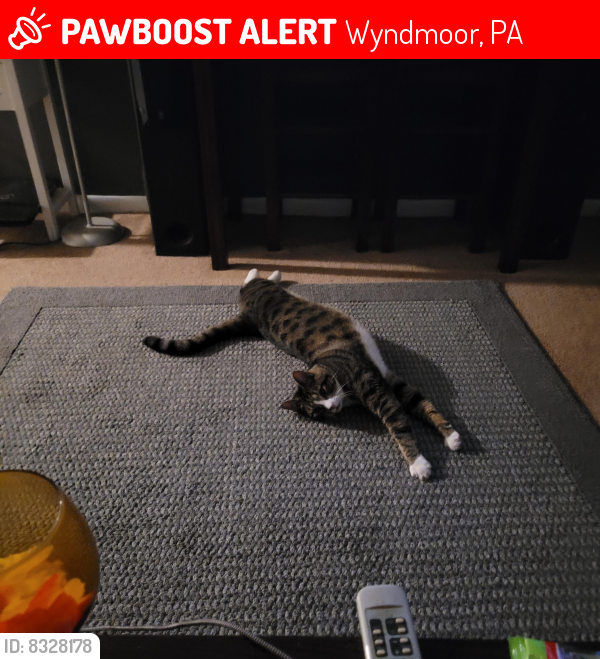 Lost Male Cat last seen East pleasant ave and flourtown ave, Wyndmoor, PA 19038