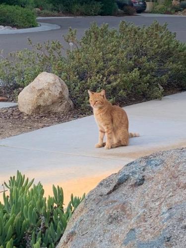 Found/Stray Unknown Cat last seen Camino Del Sur, San Diego, CA 92127