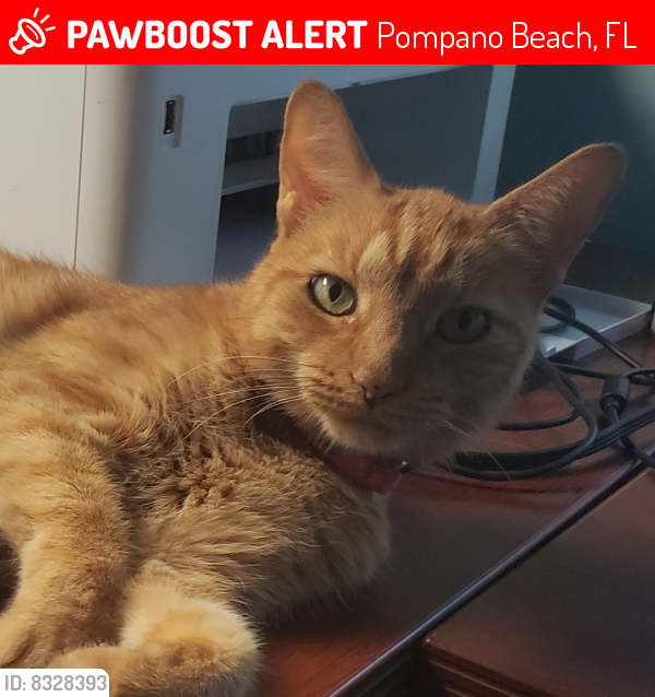 Lost Female Cat last seen SE 5th Ave and SE 12th Street, Pompano Beach, FL 33060
