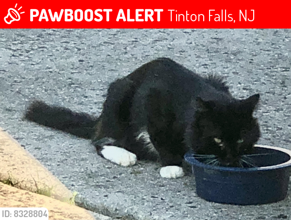 Lost Male Cat last seen Colonial Drive Park Place Tinton Falls, Tinton Falls, NJ 07712