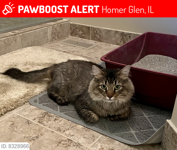 Lost Male Cat last seen Homer Glen, IL, Homer Glen, IL 60491