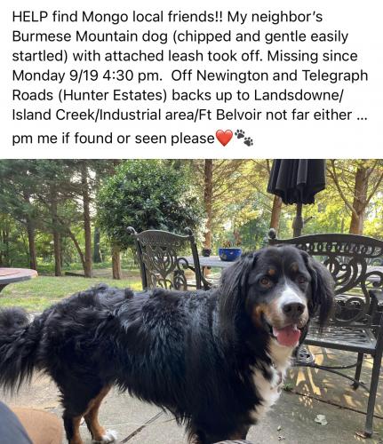 Lost Male Dog last seen Newington and Telegraph Road, Newington, VA 22315