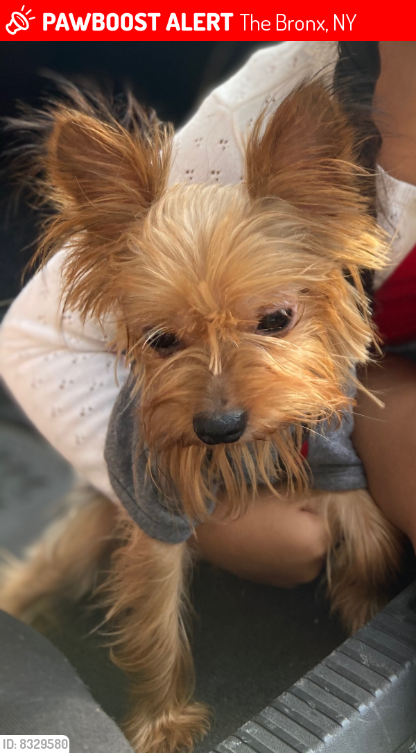 Lost Male Dog last seen Rev James a polite and 164th prospect , The Bronx, NY 10459
