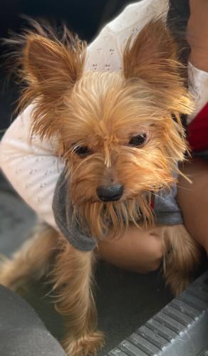 Lost Male Dog last seen Rev James a polite and 164th prospect , The Bronx, NY 10459