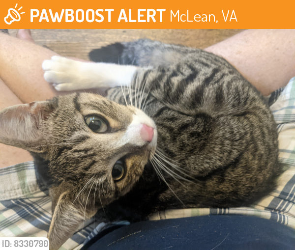 Found/Stray Male Cat last seen Langley Oaks, McLean, VA 22101