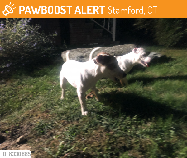 Found/Stray Male Dog last seen High ridge rd stamford, Stamford, CT 06903