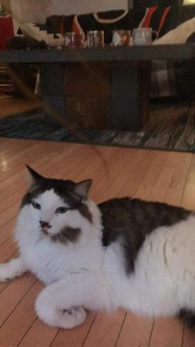 Lost Male Cat last seen Shawmeadows area , Calgary, AB T2Y