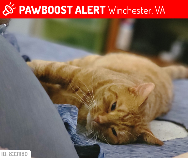 Lost Male Cat last seen N Loudoun , Wyck , Winchester, VA 22601