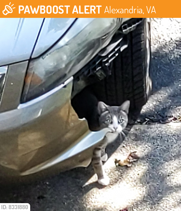 Found/Stray Unknown Cat last seen Jeff Todd and Pole Rd. , Alexandria, VA 22309