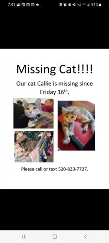 Lost Female Cat last seen Saguaro Bloom s, Marana, AZ 85653