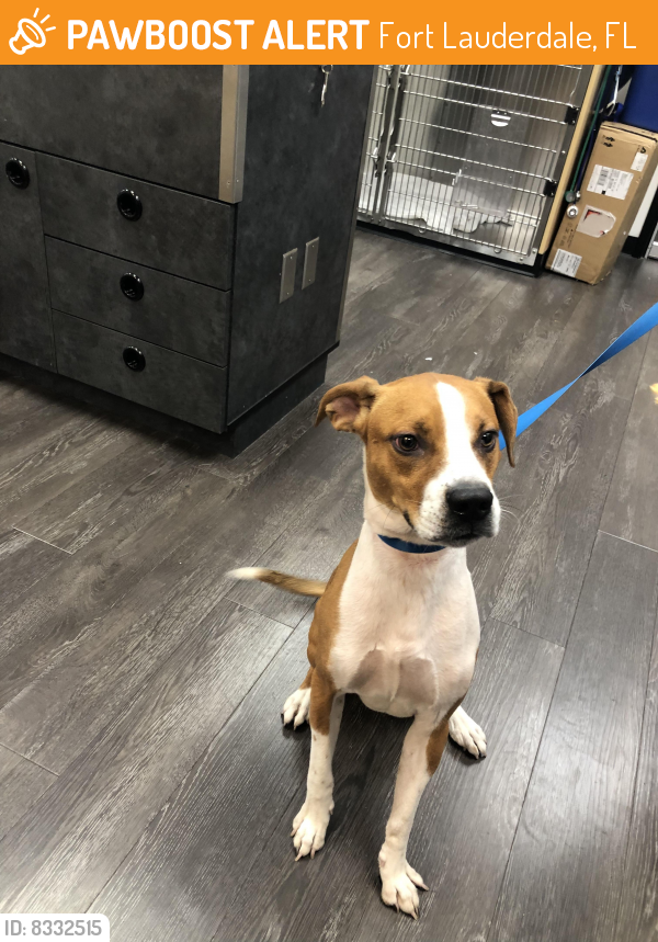 Found/Stray Male Dog in Fort Lauderdale, FL 33316 (ID 8332515) PawBoost