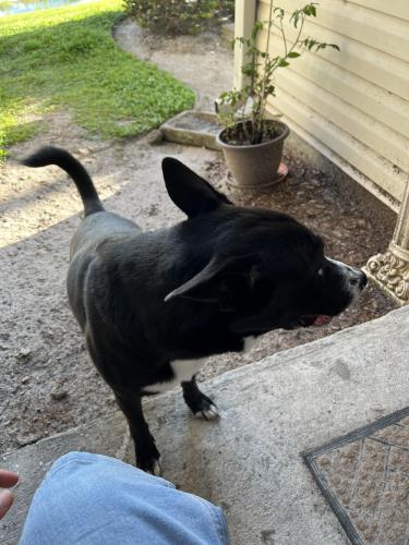 Found/Stray Male Dog last seen Airport pulling and Davis , Naples, FL 34112